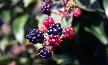 Parcela en Venta en PARCELA CAMINO A ENSENADA/ ESPECTACULARES VISTAS A VOLCANES