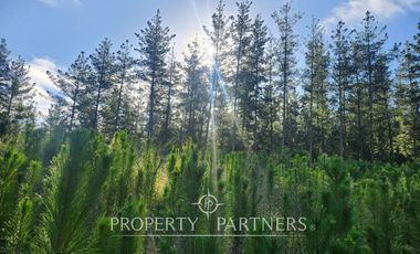 Algarrobo, Tunquen Oportunidad