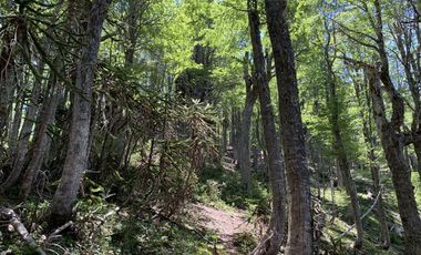 Sitio en Venta en melipeuco