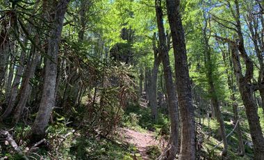 Sitio en Venta en melipeuco