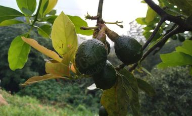 VENDO ESPECTACULAR FINCA EN SASAIMA CUNDINAMARCA