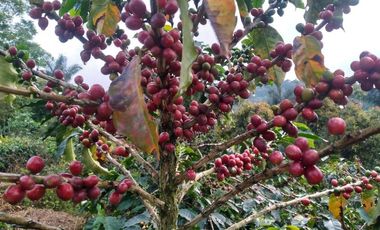 VENDO ESPECTACULAR FINCA EN SASAIMA CUNDINAMARCA