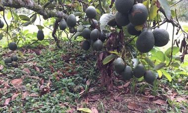 VENDO ESPECTACULAR FINCA EN SASAIMA CUNDINAMARCA