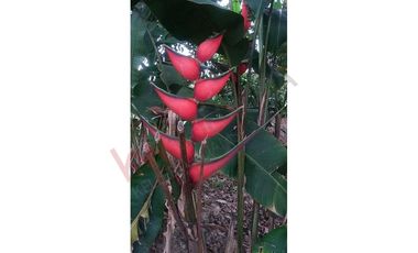 VENDO ESPECTACULAR FINCA EN SASAIMA CUNDINAMARCA