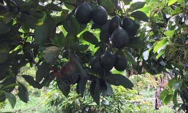 VENDO ESPECTACULAR FINCA EN SASAIMA CUNDINAMARCA