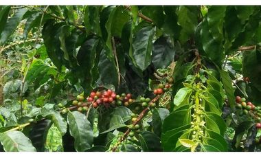 VENDO ESPECTACULAR FINCA EN SASAIMA CUNDINAMARCA