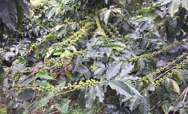 VENDO ESPECTACULAR FINCA EN SASAIMA CUNDINAMARCA