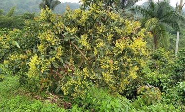VENDO ESPECTACULAR FINCA EN SASAIMA CUNDINAMARCA
