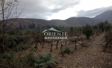 VENTA DE VIÑA