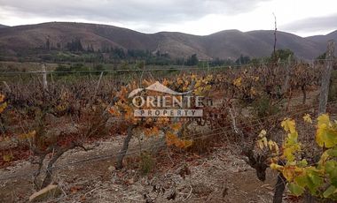 VENTA DE VIÑA