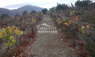 VENTA DE VIÑA