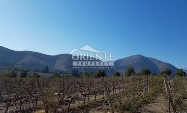 VENTA DE VIÑA