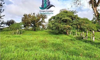 VENDO FINCA DE 6.5 HA CON ALTITUD DE 995M.S.N.M.