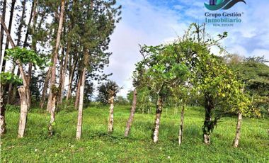 VENDO FINCA DE 6.5 HA CON ALTITUD DE 995M.S.N.M.