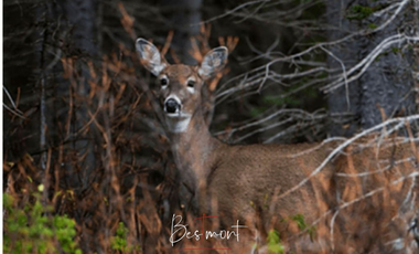 Venta de Terreno en Tlahuapan (Rio Frío)