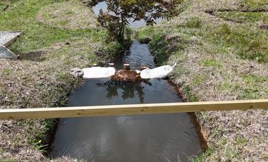 Finca oriente Antioqueño.