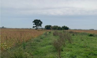 Campo en Venta en Ranchos. 225 Has. mixto sobre ruta