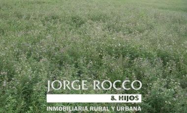 Campo en Venta en Ranchos. 225 Has. mixto sobre ruta