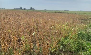 Campo en Venta en Ranchos. 225 Has. mixto sobre ruta