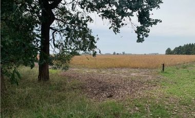 Campo en Venta en Ranchos. 225 Has. mixto sobre ruta