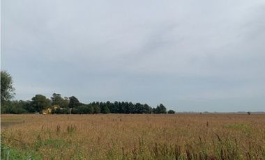 Campo en Venta en Ranchos. 225 Has. mixto sobre ruta