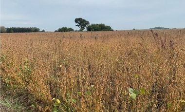 Campo en Venta en Ranchos. 225 Has. mixto sobre ruta