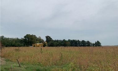 Campo en Venta en Ranchos. 225 Has. mixto sobre ruta
