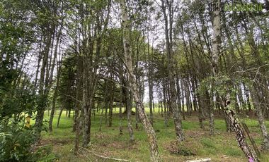 Parcela en Venta en Monteverde