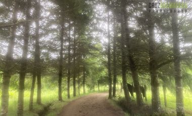 Parcela en Venta en Monteverde