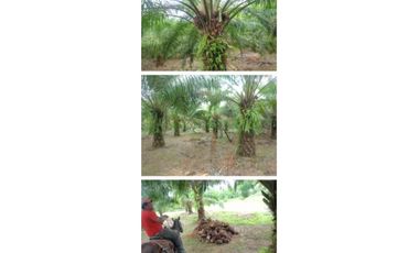 VENDO 380 HECTAREAS CON PALMAS ACEITERAS