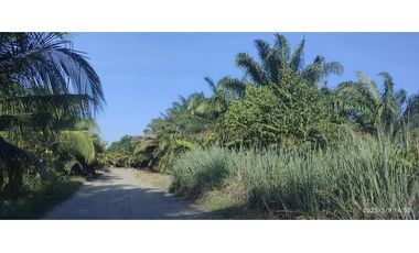 VENDO 380 HECTAREAS CON PALMAS ACEITERAS
