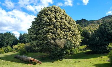 Patagonia, 46ha cercano a  Puerto Río Tranquilo