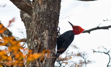 Patagonia, 2.800ha Excepcional Estancia Lago Bravo