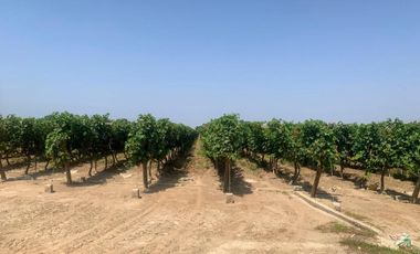 VENDO TERRENO AGRICOLA EN QUILMANA - CAÑETE