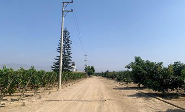 VENDO TERRENO AGRICOLA EN QUILMANA - CAÑETE