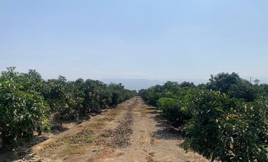 VENDO TERRENO AGRICOLA EN QUILMANA - CAÑETE