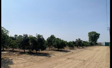VENDO TERRENO AGRICOLA EN QUILMANA - CAÑETE