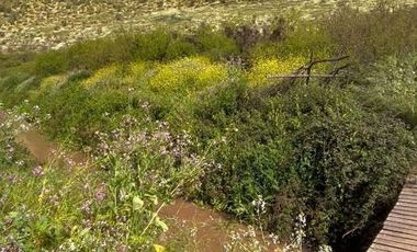 Vende Terreno Agrícola  en Sector de Naltahua, Isla  de Maipo