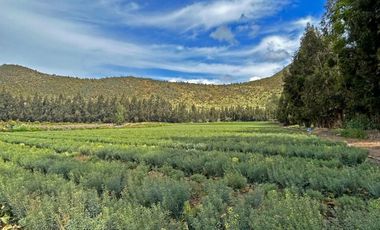 Vende Terreno Agrícola  en Sector de Naltahua, Isla  de Maipo