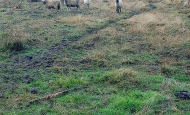 Parcela en Venta en Sector Oqueldan