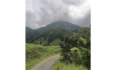 VENDO FINCA DE 5HA + EN LA INDIA VIEJA BOQUETE