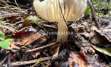 Sitio en Venta en Cauquenes, cordillera Maulina