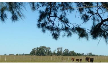 Campo en venta en Chascomus - Ranchos. 150 Has. ganaderas