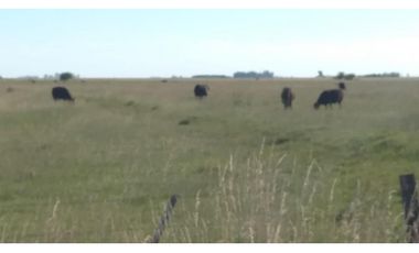 Campo en venta en Chascomus - Ranchos. 150 Has. ganaderas