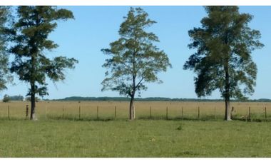 Campo en venta en Chascomus - Ranchos. 150 Has. ganaderas