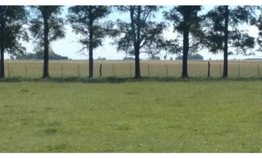 Campo en venta en Chascomus - Ranchos. 150 Has. ganaderas
