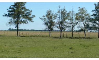 Campo en venta en Chascomus - Ranchos. 150 Has. ganaderas