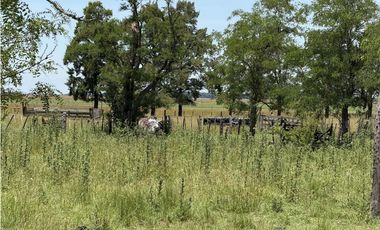 Campo en venta en Chascomnus - Ranchos. 195 Has. ganaderas