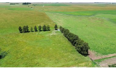 Campo en venta en Chascomnus - Ranchos. 195 Has. ganaderas