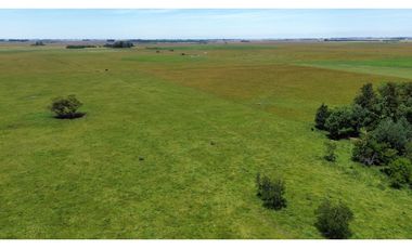 Campo en venta en Chascomnus - Ranchos. 195 Has. ganaderas